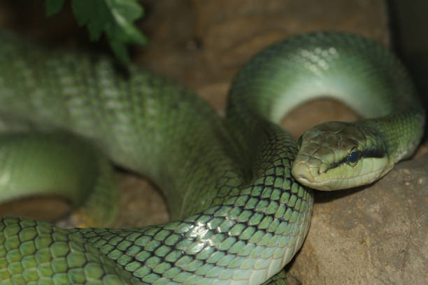 istock The red tailed rat snake is rest in garden 2153078283