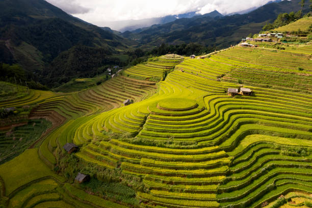istock Terraced rice field in Mu Cang Chai,Vietnam. 2153078284