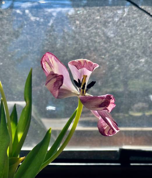 Tulip blossom in window and sunlight