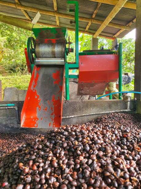 Coffee Pulp Tea 520+ Coffee Pulp Stock Photos, Pictures & Royalty-Free Images - iStock