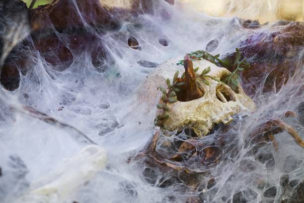 istock Crocodile, human skull, terrarium decoration, spider nests. 2153080781