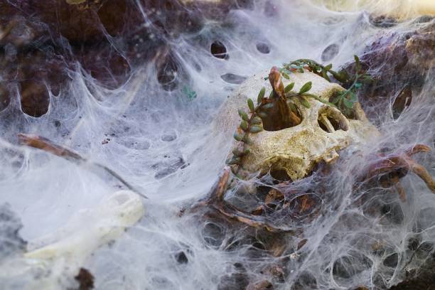 istock Reptile terrarium, eerie decoration, spiderwebs, dry branches. 2153080975