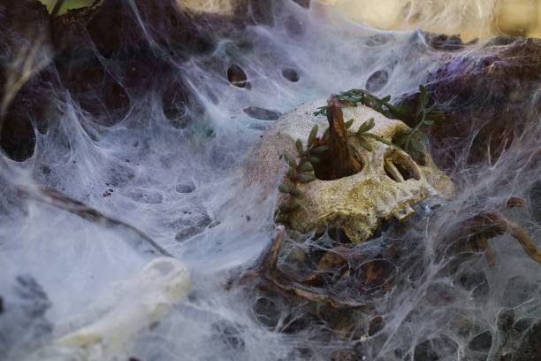 istock Spider-infested decor, skull ornamentation, reptile habitat. 2153080976