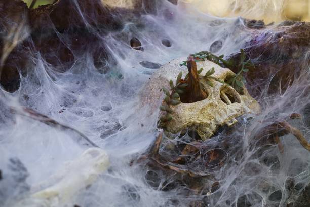 istock Spider-infested decor, skull ornamentation, reptile habitat. 2153080982