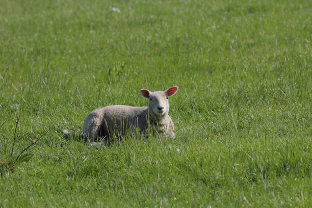 Close up of a young Lamb