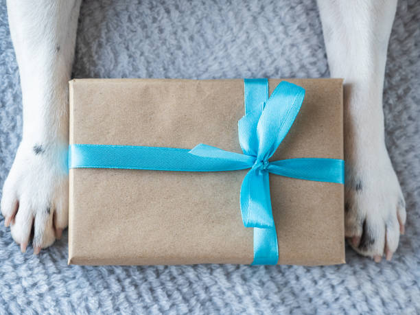 istock Beautiful gift box and dog paws. Close-up 2153085310