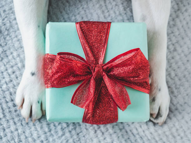 istock Beautiful gift box and dog paws. Close-up 2153085320