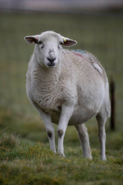 istock Sheep in England and Wales 2153085325