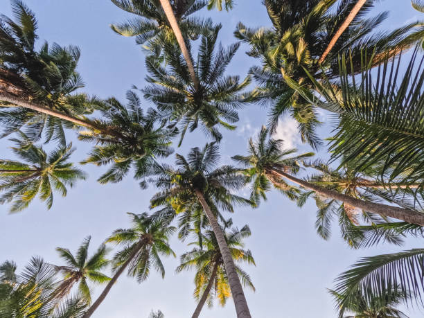 istock Palm trees against the morning sky. Outdoor 2153085345