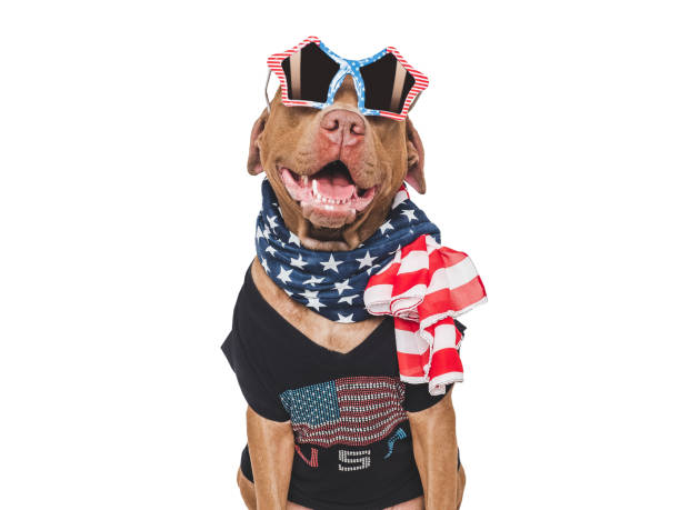 Cute dog, sunglasses and American Flag. Studio shot