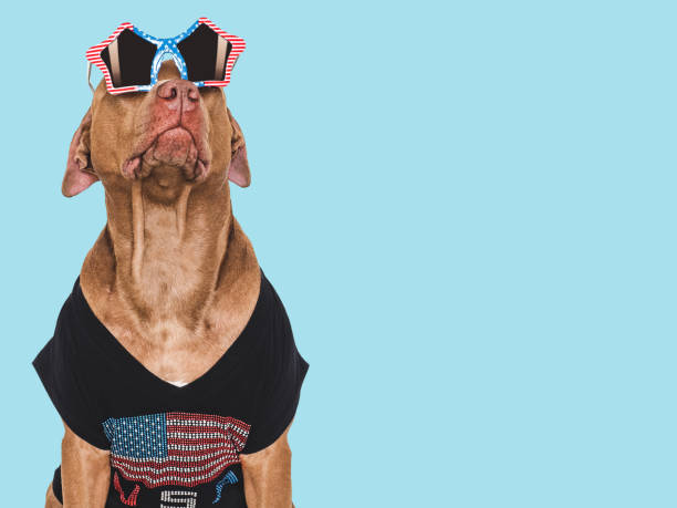 istock Cute dog, sunglasses and American Flag. Studio shot 2153085370