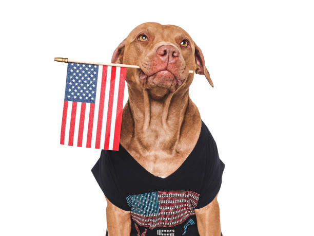 istock Cute dog and American Flag. Close up 2153085385