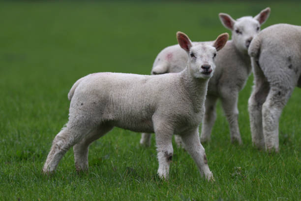 istock Sheep in England and Wales 2153085974
