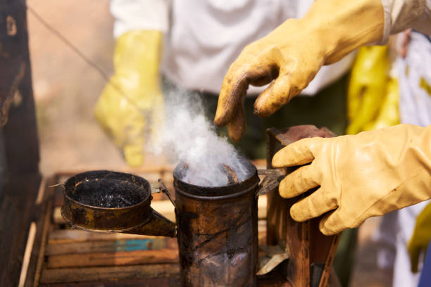 istock A man preparing smoke to calm the bees while checking the honey in the frames 2153089194
