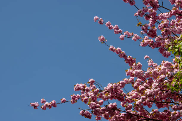 istock Beautiful pink cherry blossoms isolated on blue sky, also called Sakura 2153090679