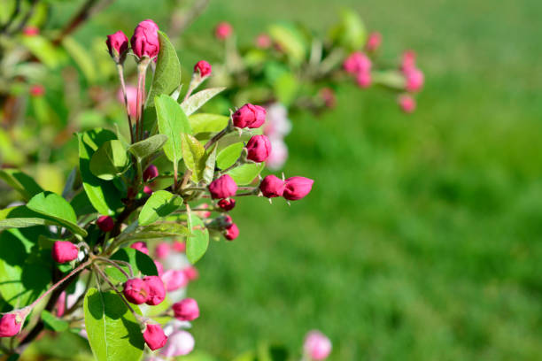 a branch with pink buds and flowers copy space