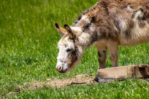 istock Brown Donkey in a Pasture Close-Up 2153092730
