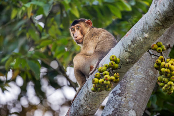 istock Pigtailed macaque, Macaca nemestrina monkey sitting in a fig tree or Ficus tree 2153094383