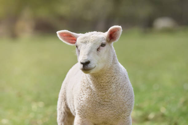 istock Portrait of young white lamb on meadow 2153094458