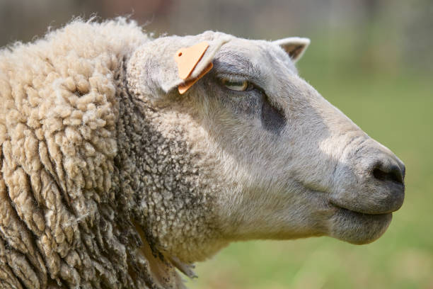 istock Close up head shot of white ewe sheep 2153094486