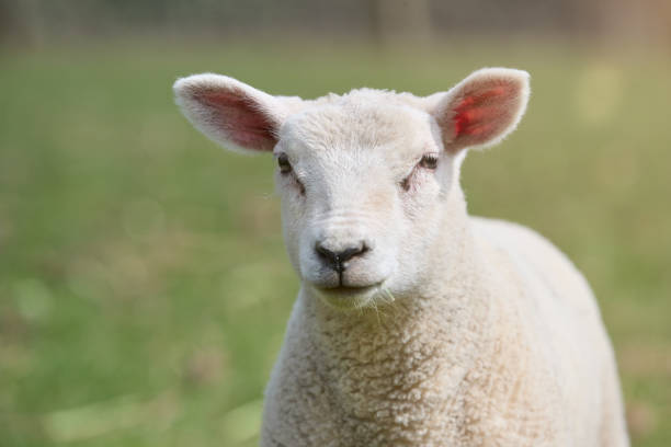 istock Portrait of young white lamb on meadow 2153094487