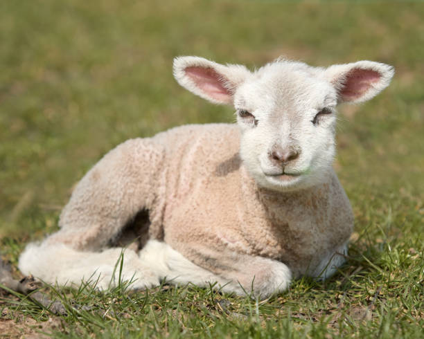istock Portrait of young white lamb on meadow 2153094491
