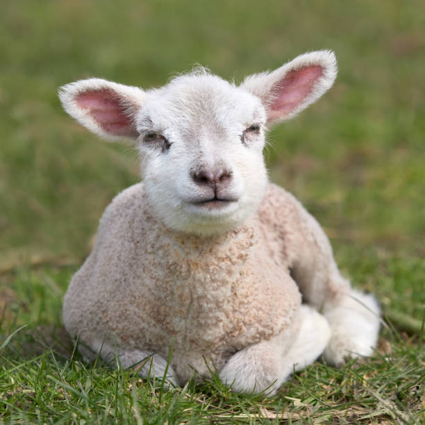 istock Portrait of young white lamb on meadow 2153094500