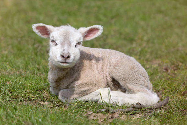 istock Portrait of young white lamb on meadow 2153094505