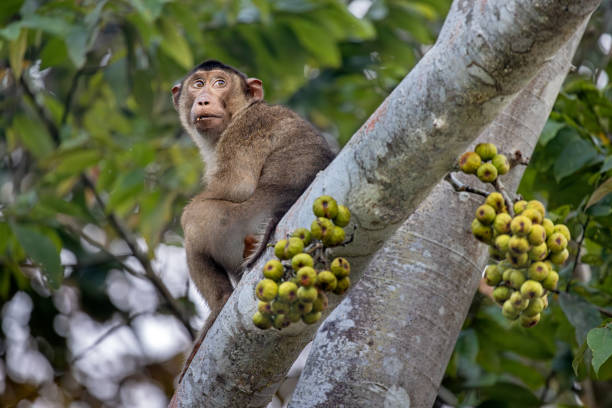 istock Pigtailed macaque, Macaca nemestrina monkey sitting in a fig tree or Ficus tree 2153094517