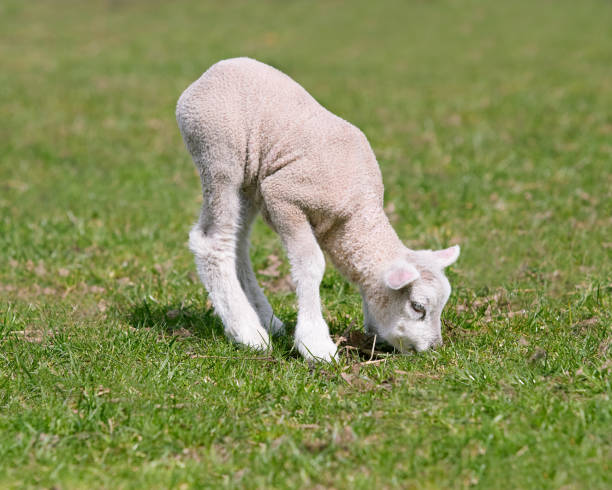 istock Portrait of young white lamb on meadow 2153094532