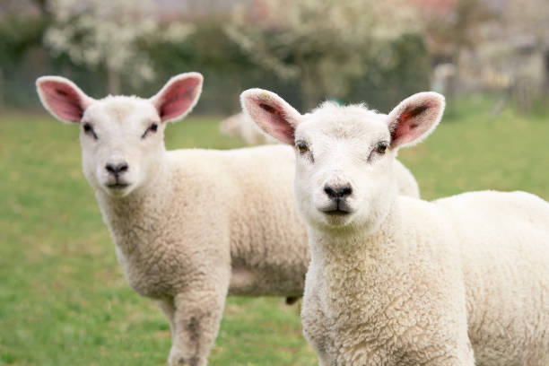 istock Portrait of young white lamb on meadow 2153094547