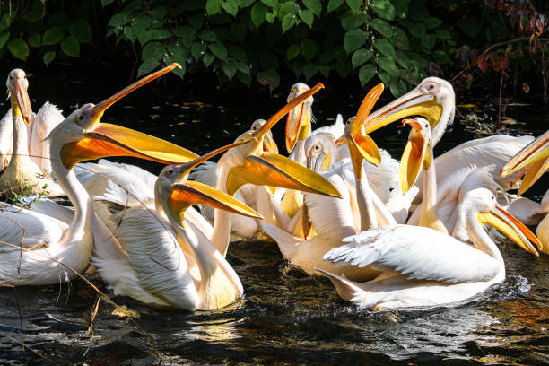 istock Great White Pelican, Pelecanus onocrotalus in a park 2153096065