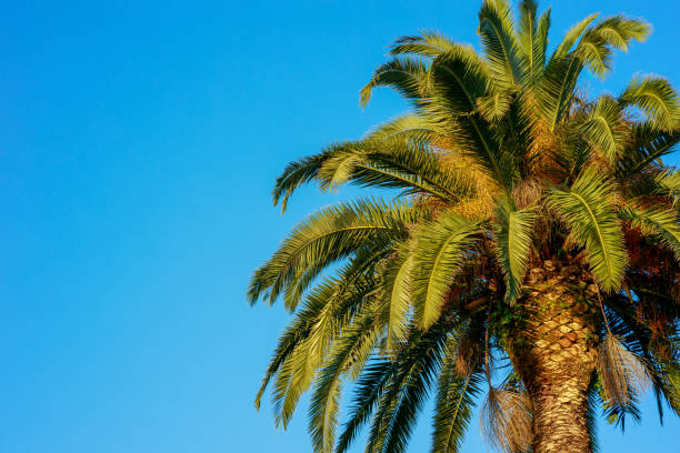 istock A palm tree is standing tall in front of a clear blue sky 2153097001