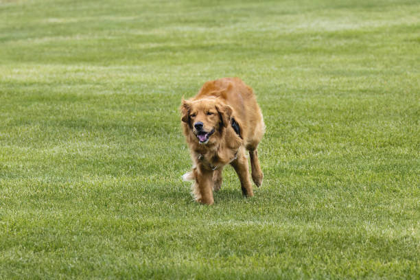 Golden retriever in the park at play