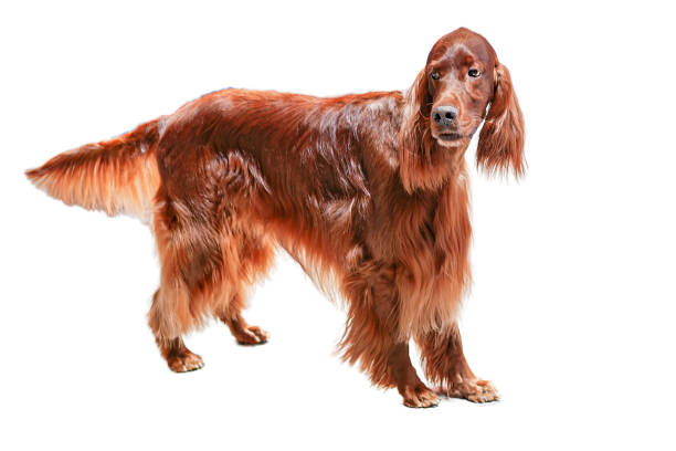 istock Standing red irish setter male on white background 2153098554