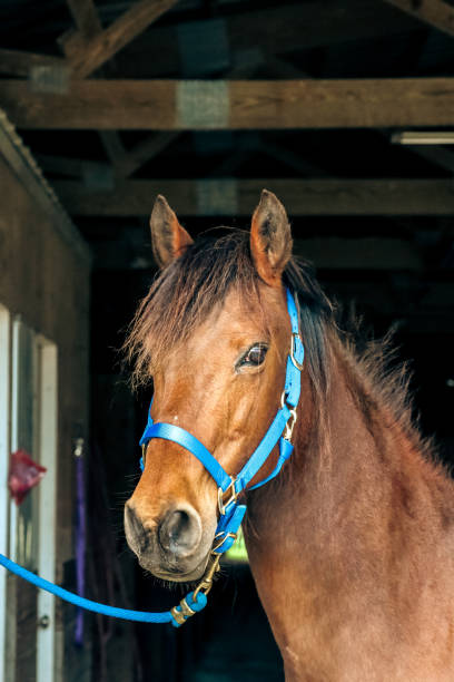 istock Brown horse, blue halter 2153099777