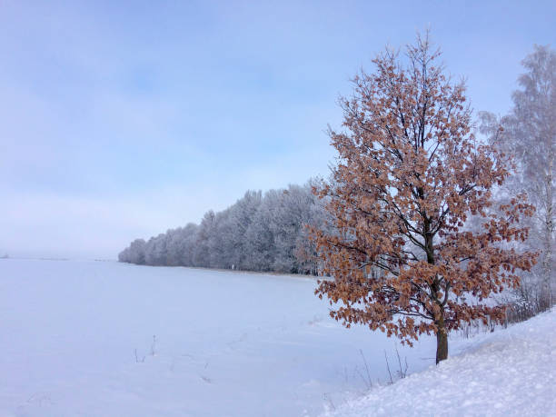 The image captures a serene winter scene with a brown-leaved tree in the foreground and snow-covered trees in the background under a clear sky.