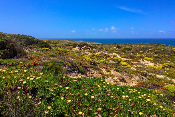 The image captures a vibrant coastal landscape with diverse vegetation under a clear blue sky.
