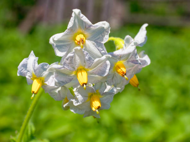 istock White petal flowers, yellow centers, amidst lush green backdrop. 2153100781