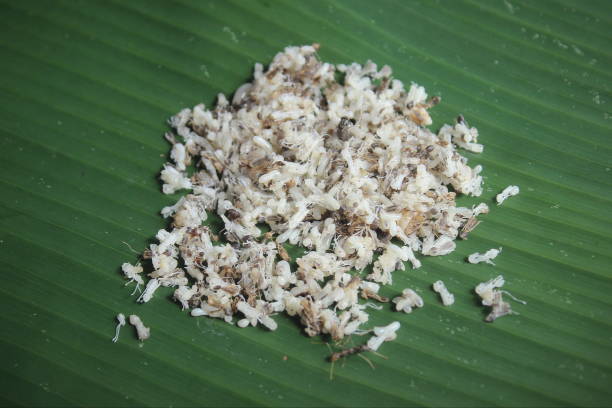 istock Weaver ant eggs is placed on a banana leaf 2153102956