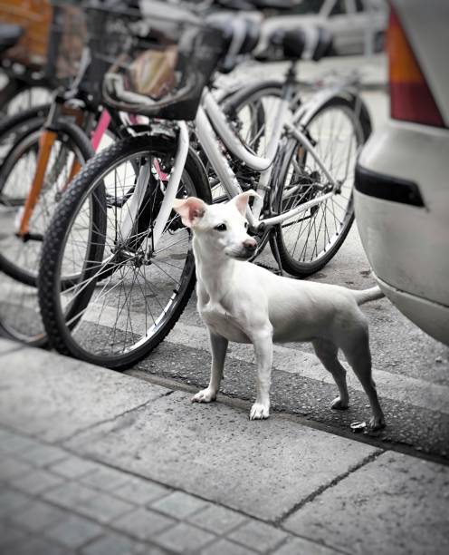 istock Russian Fino Dog 2153105730