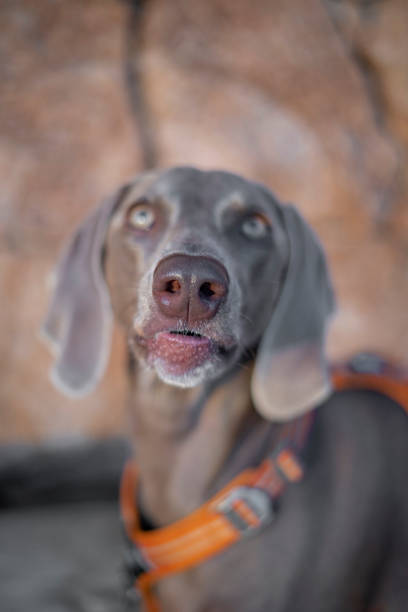Weimaraner dog wearing an orange collar with a surprised face.