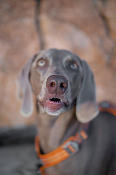 Weimaraner offspring dog on sofa.