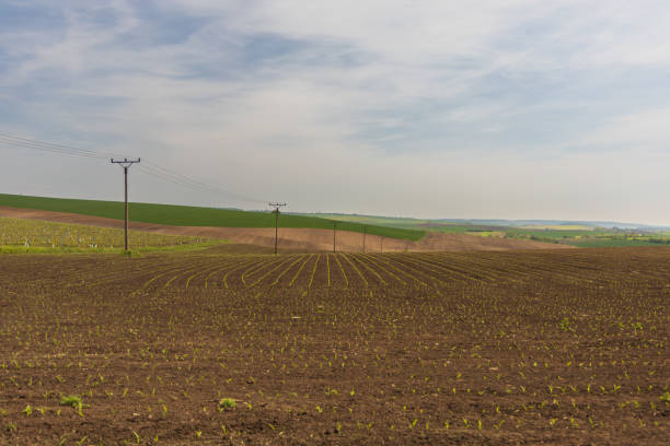 Spring landscape. Green fields and meadows with blue sky and white clouds.
