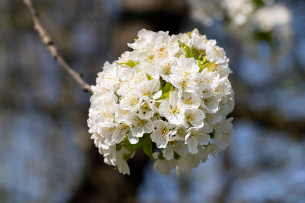 large inflorescences of white cherry blossoms in spring, a tree blooming in an orchard with white flowers in spring