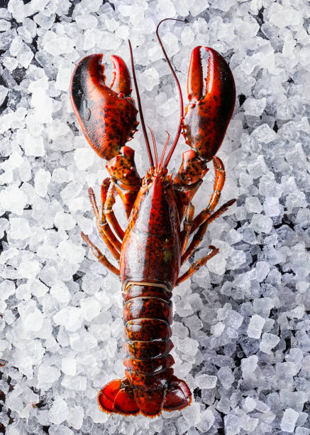 istock Fresh lobster shellfish are available in the seafood restaurant for cooked dishes, while raw lobster is displayed on ice atop a black stone table in a top-down view. 2153115278