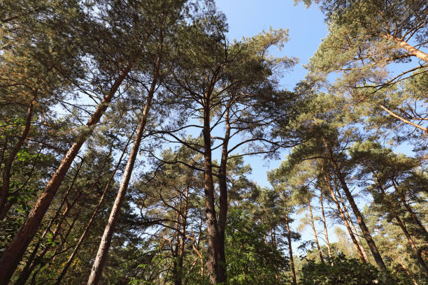 If you look up, you will be able to see a group of tall pine trees growing somewhere in a forest in Poland.