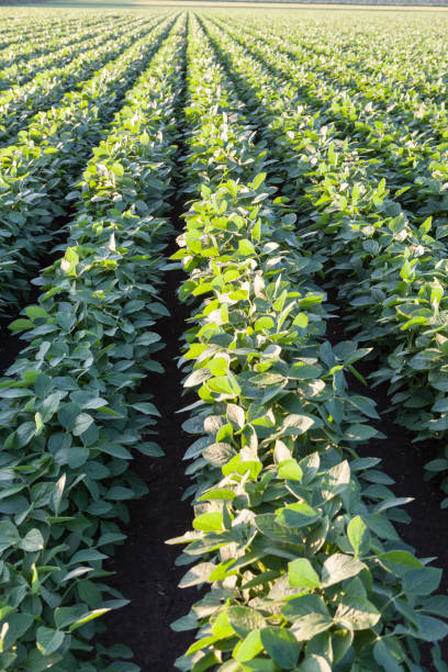 istock Green ripening soybean field. Soy plantation 2153117031