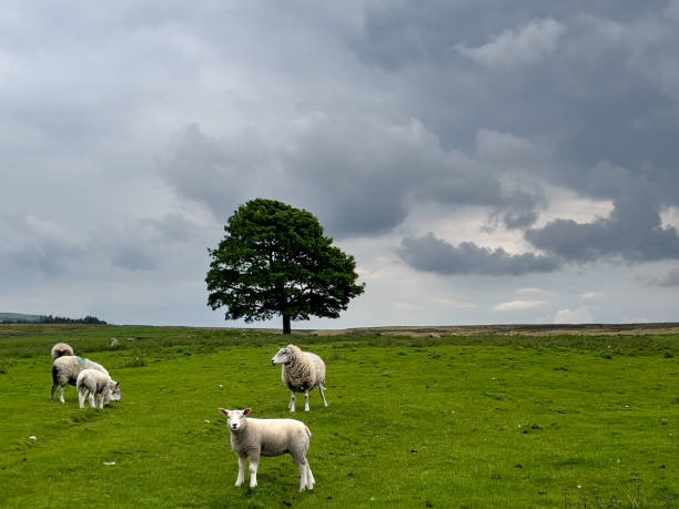 A photograph of a lamb looking directly at the photographer whilst the other sheep continue grazing on Darwen Moor in Lancashire, England. A mature solitary tree sits on the horizon of  rolling hills in the English countryside on an overcast afternoon.