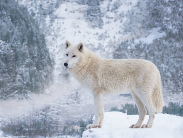 istock A white wolf stands against the background of a forest in winter 2153120594